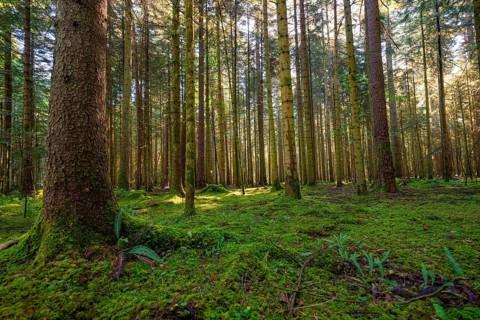 Dense forest with tall trees and moss-covered soil in sunlight, Broom Field, Black Forest, Germany