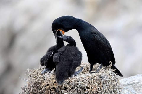 Cape cormorant (Phalacrocorax capensis), adult, two chicks, feeding, nest, on rocks, Betty's Bay,