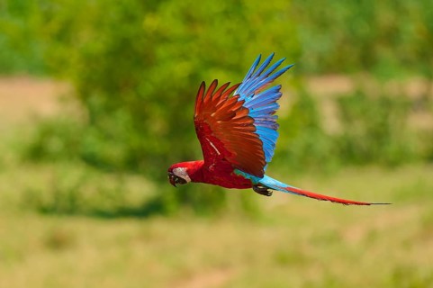 A brightly coloured parrot flies dynamically across the green landscape: the Green-winged Macaw, or