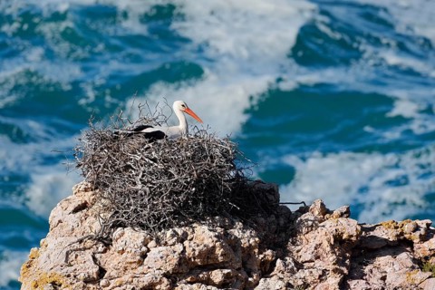 White stork (Ciconia ciconia) sitting brooding on a nest on the rocky coast, Parque Natural do