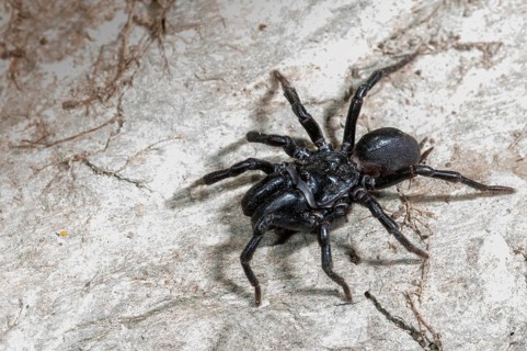 Atypus affinis, common wallpapering spider, mygalomorphae, purseweb spider, tarantula spider,