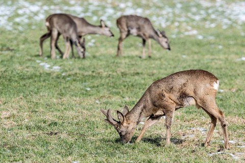 Roe deer (Capreolus capreolus), Lower Saxony, Germany