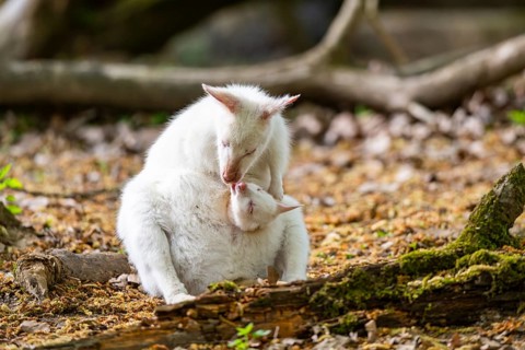 White Tammar wallaby (Macropus eugenii), albino, mother with her youngster on the ground in spring,