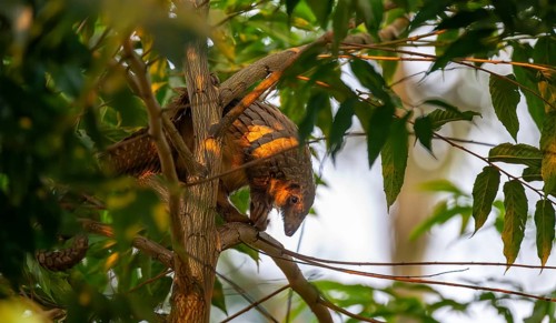 Pangolin climbing a tree, White-bellied pangolin (Phataginus tricuspis, Manis tricuspis), Western