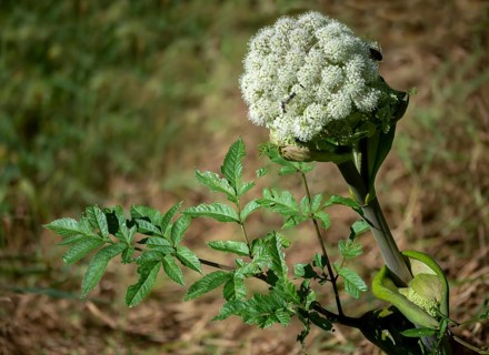 Angelica sylvestris, angelica, wild angelica, wild breastroot, flora, plants, plants, wild angelica