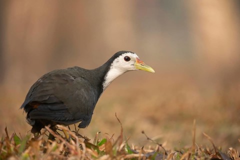 A white-breasted waterhen (Amaurornis phoenicurus), Sreepeur, Gazipur