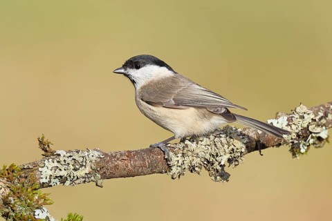 Marsh Tit (Parus palustris), perched on a branch covered in moss and lichen, wildlife, animals,