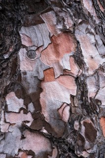 Bark of a Canary Island pine (Pinus canariensis)