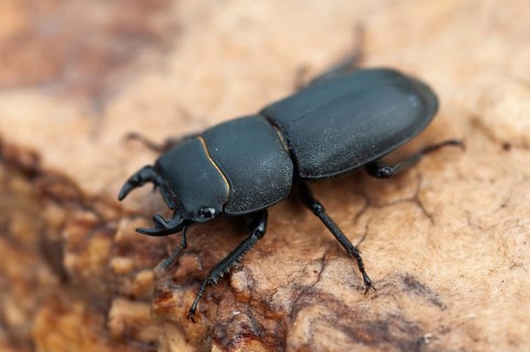 Beetle beetle, dorcus parallelipipedus, lesser stag beetle, beetle, coleoptera, insects, beetles,