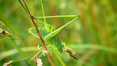 Close-up: The grasshopper, the speckled bush-cricket (Leptophyes punctatissima), resting on a