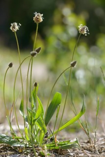 English plantain, medicinal plantain, narrowleaf plantain, plantago lanceolata, ribwort plantain,