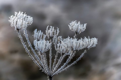Detail, ice crystals, frost, cold, hoarfrost, rime, winter