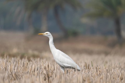 Cattle Egret (Bubulcus ibis) standing in a harvested paddy field, Sreepur, Gazipur, Bangladesh