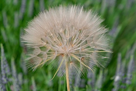 Fruit cluster of meadow burdock (Tragopogon pratensis) in a lavender field, Provence, France