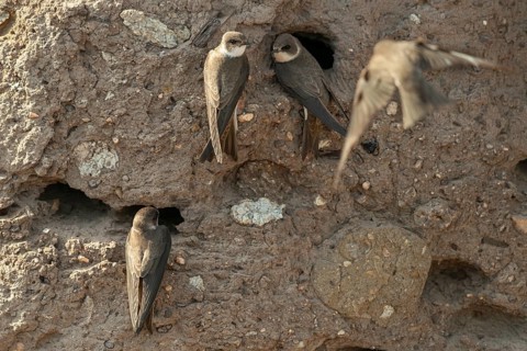 Bank Swallow, Brandenburg, Germany, Nabu, Nabu Project, National Natural Heritage, Grünhaus Nature