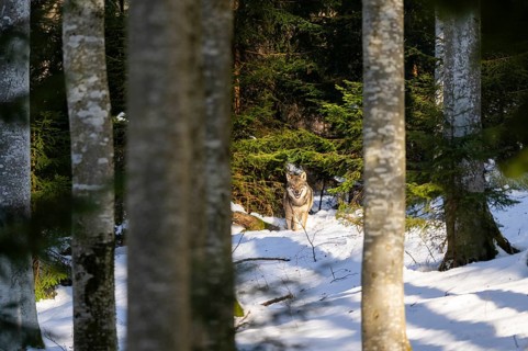 European gray wolf (Canis lupus lupus) standing in a forest in winter, snow, Bavaria, Germany