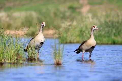 Nile gans (Alopochen aegyptiaca), adult, pair, standing in the water, alert, Kruger National Park,