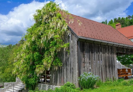 White wisteria, (Wisteria floribunda alba), adorns the side of a wooden building in Postojna, Inner