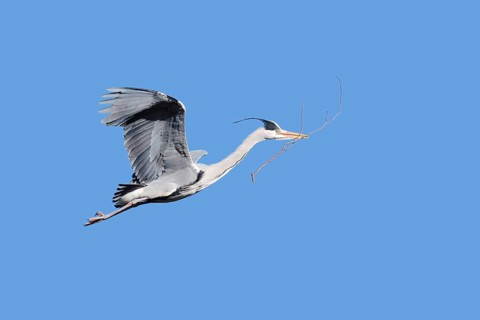 Grey heron (Ardea cinerea) in flight with nesting material in its beak, North Rhine-Westphalia,