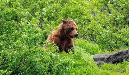 Brown bear (Ursus arctos) in the grass in spring, Alaska, USA