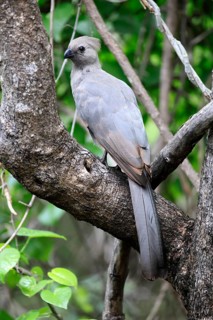 Grey Go-away-bird (Crinifer concolor), Grey Go-away-bird, subadult, half-grown, perched on a tree,