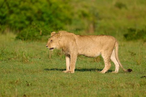 A lion stands in the African savannah, surrounded by green grass and sunshine, lion (Panthera leo),