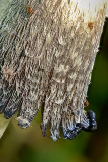 Agaricales, Coprinus comatus, Coprinus ovatus, Coprinus porcellanus, egg tinting, porcelain