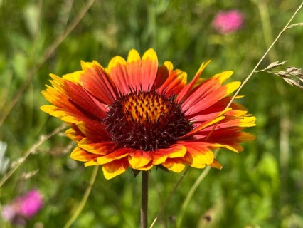 Large-flowered gaillardia (Gaillardia x grandiflora), in bloom, Upper Bavaria, Germany