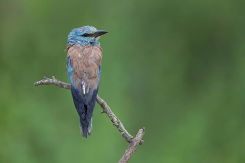 Roller, Almond Crow, (Coracias garrulus), animals, birds, raptors, raptor family, perch, biotope,