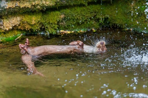 A Eurasian otter (Lutra lutra) plays in the water of a small waterfall on a cloudy day. Czech
