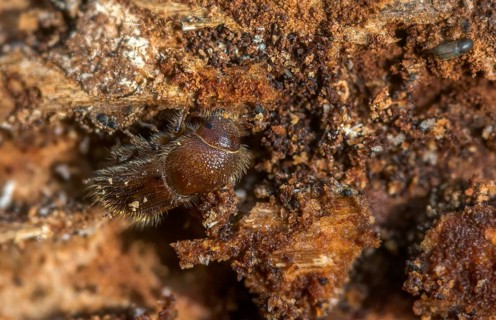 Letterpress, curculionidae, European spruce bark beetle, spruce bark beetle, large eight-toothed
