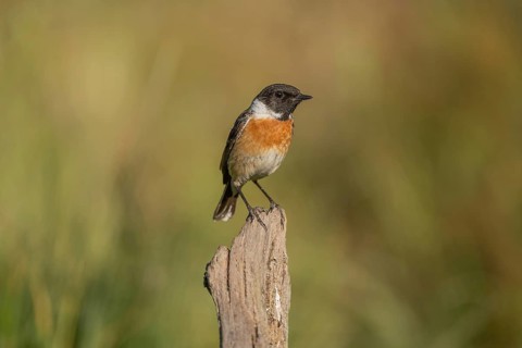 Stonechat, (Saxicola rubicola) stonechat. The sun is shining and there is grass in the