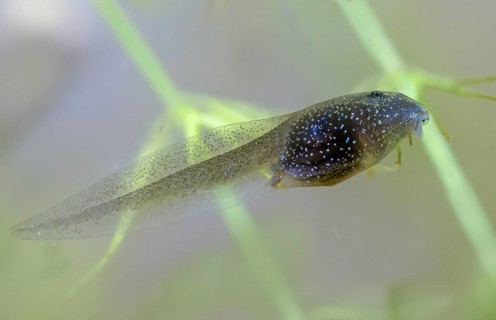Common frog, common frog, rana temporaria, amphibians, amphibians, three weeks old, frog, frogs,