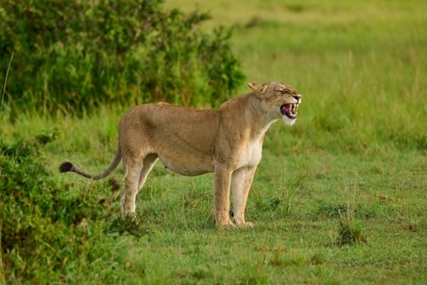 A lioness appears to be yawning, surrounded by a field of green grass, lion (Panthera leo), Masai