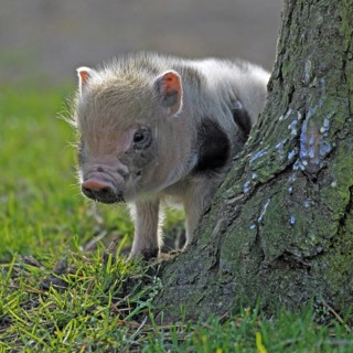 Pot-bellied pig (Sus scrofa domestica), Vietnamese pot-bellied pig, young pig, Haltern, North