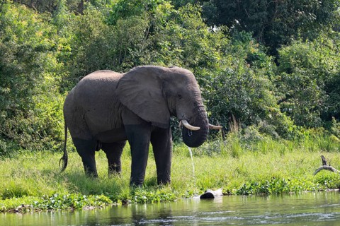 African elephant (Loxodonta africana) drinking by the river, White Nile, Murchison Falls National