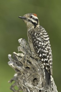 Ladder-backed Woodpecker (Dryobates scalaris), Arizona, USA