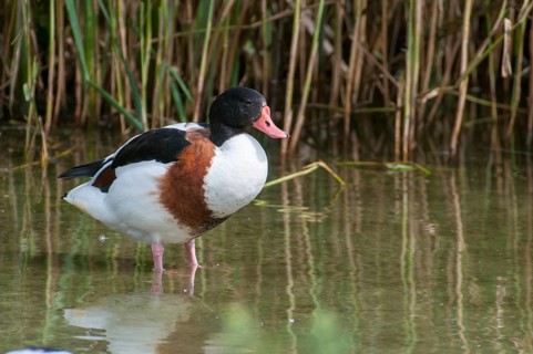 Brandgoose, Shelduck, Tadorna Tadorna, Anatidae, Birds, Duckbirds, Goose, Geese, Birds, Waterbirds