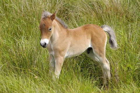 Pets - Horses Animals - mammals - Horses, Texel island, Netherlands