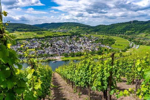 The wine town of Pünderich, in the district of Cochem-Zell, on the Moselle, view from the vineyards