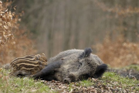 Wild boar (Sus scrofa), a sow nursing her young, North Rhine-Westphalia, Germany, in captivity,