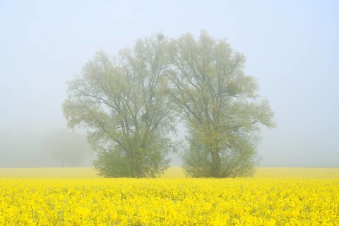 White willows (Salix alba) and a field of flowering rapeseed (Brassica napus) in the morning mist,