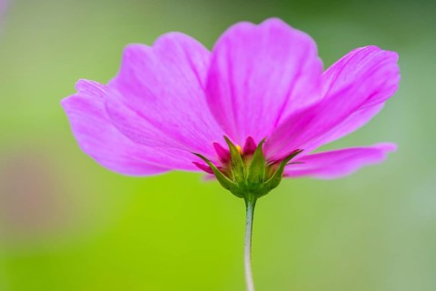 Cosmea (Cosmos bipinnatus), Stapelfeld, Cloppenburg, Lower Saxony, Germany