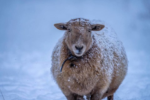 Winter weather, blowing snow, sheep on a snowy pasture, looking for food, thick fur, Elfringhauser