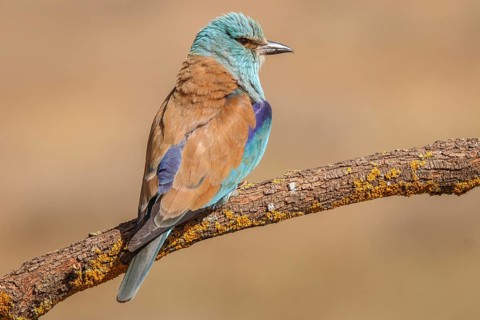 European Roller (Coracias garrulus), perched on a branch, Castile-La Mancha