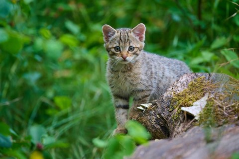 A kitten peeks out curiously from among the lush green plants, a young European wildcat (Felis