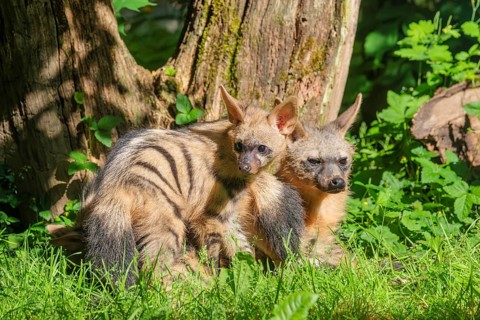 A female aardwolf (Proteles cristatus) rests together with her young near a tree on a sunny day.
