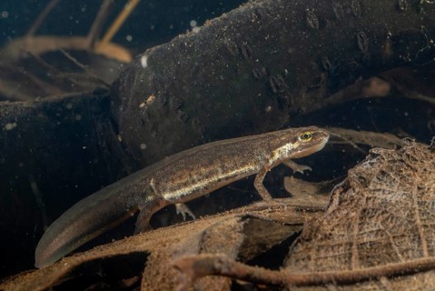 Lissotriton vulgaris meridionalis, Lissotriton vulgaris schreiberi, Schreiber's pond newt, smooth
