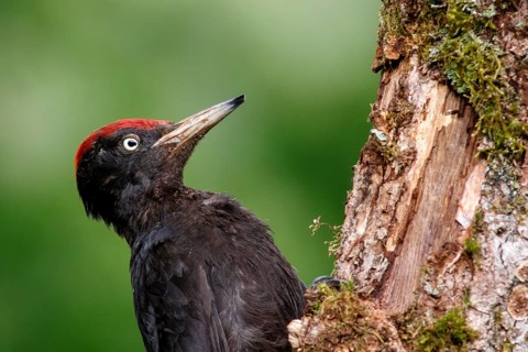 Black woodpecker (Dryocopus martius), male on forest, Castile and Leon, Spain