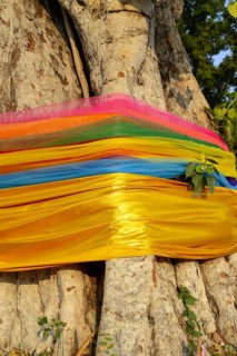 Sacred cloths wrapped around the root system of a strangler fig (Ficus religiosa), Ayutthaya,